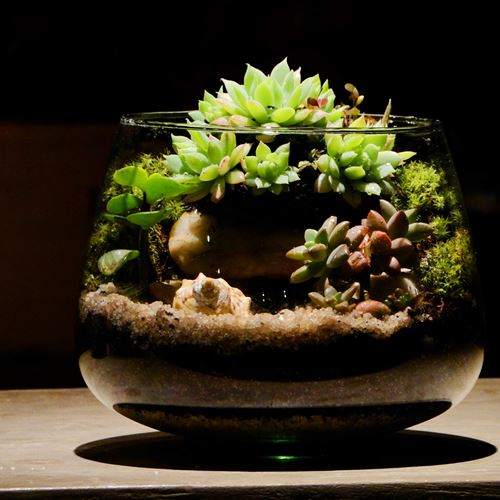 Cuidado de las plantas en verano
