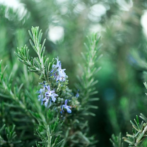 Plantas para decorar tu hogar